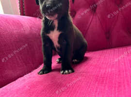 Patterjack puppies