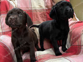 Stunning puppies