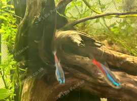 8 lovely neon tetras