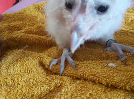 Barn owl chicks