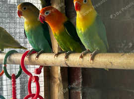 Lovebirds for sale