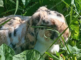 Lops rabbits