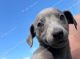 Whippet x