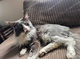 Maine Coone - 2 years