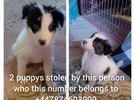 Border collies been stolen in Telford