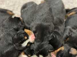 Amazing OFA Hips Genetic Clear Bernese Mountain Dog Puppies