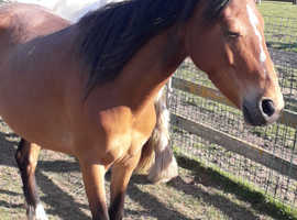 bay welsh x mare for sale not foal