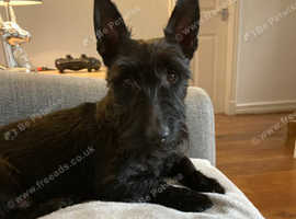 5 year old Scottish terrier bitch