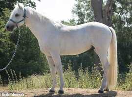Connemarra Stallion