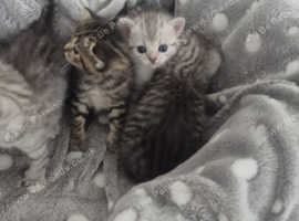 kittens for sale