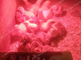 Day old chick's