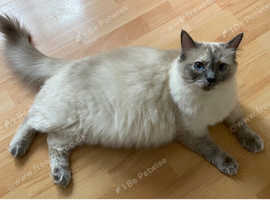 Blue torti girl