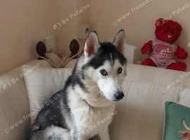Husky Girl Available