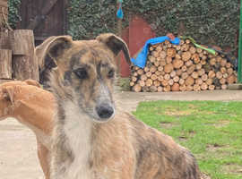 Freeads lurchers hot sale