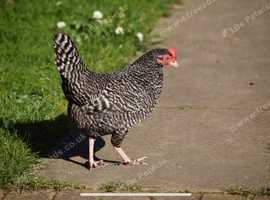 Scotts grey hen