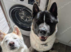 Full Blooded Akita puppies for sale