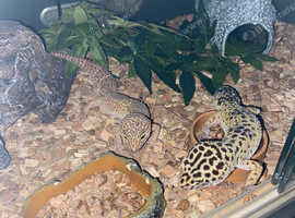Leopard gekos
