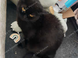 Black british shorthair