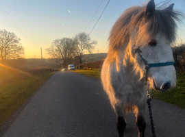 Gorgeous Grey Gelding
