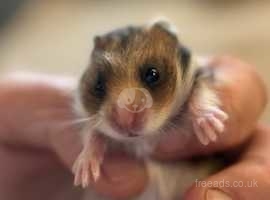 Baby male hamster