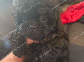 Shih tzus puppy's