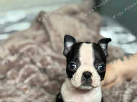 2 stunning female Boston terriers