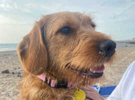 Straight haired labradoodle