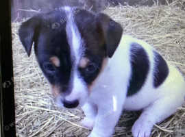Miniature Jack Russell pups for sale