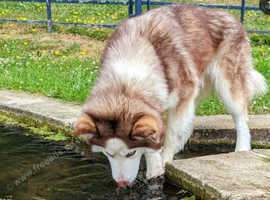 Stunning red and white wooly female siberian husky