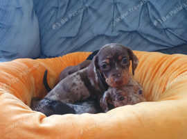 Miniature dachshund