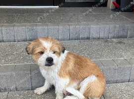 Puppies for sale