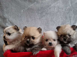 Pomeranian teddy bear