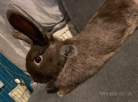 French lop