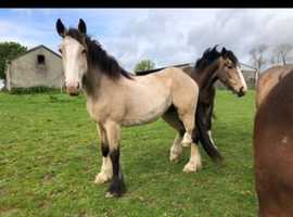 Dun Irish cob