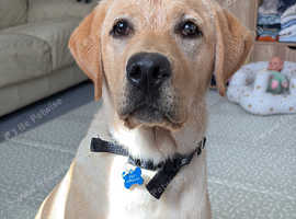 Golden Labrador