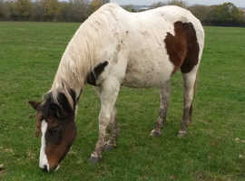 15hh Sports Horse Broodmare