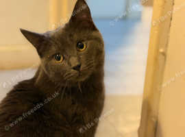 Ragdoll x British short hair mixed kitten