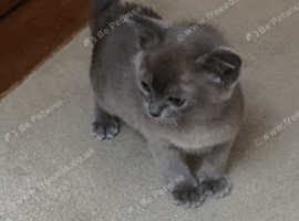 Beautiful, Burmese kittens