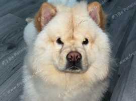 Chow chow