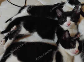 3 beautiful  black & white kittens
