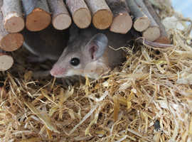 YOUNG SPINY MICE, litter of 3, come and look any time,  £20 each