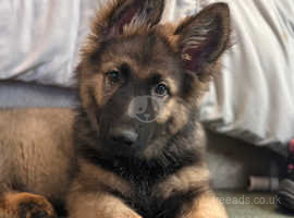 German shepherd puppy near me sales for sale