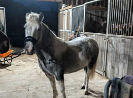 12.2hh DHP children's pony for part loan/share