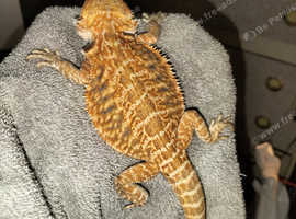 Baby bearded dragons