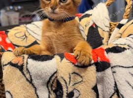 Abyssinian Kitten