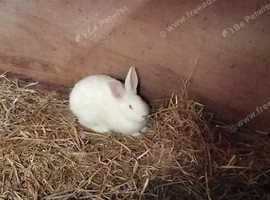For sale new Zealand rabbits
