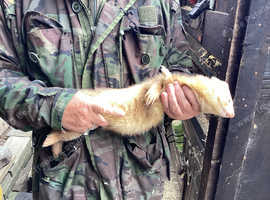 Very friendly Big sandy hob ferret ,