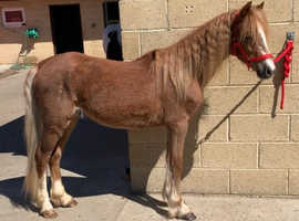 Registered Welsh sec C