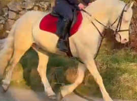 *** Smart Arab x Cob Cremello Gelding***