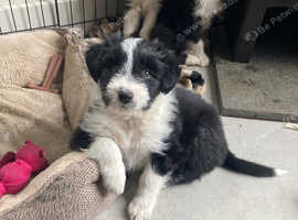 Bearded collie puppies